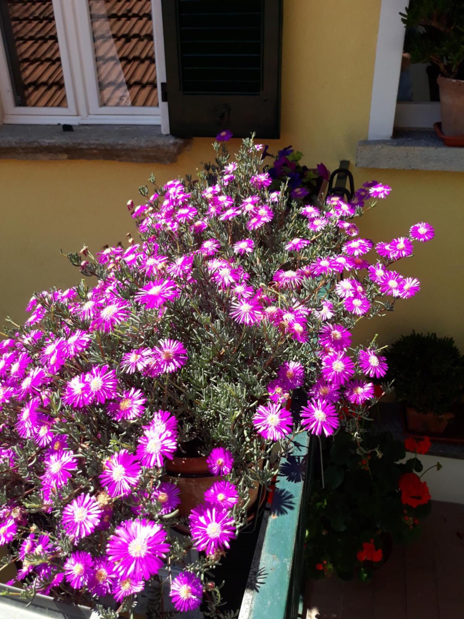 Apartament Casa Azzurra Menaggio Zewnętrze zdjęcie